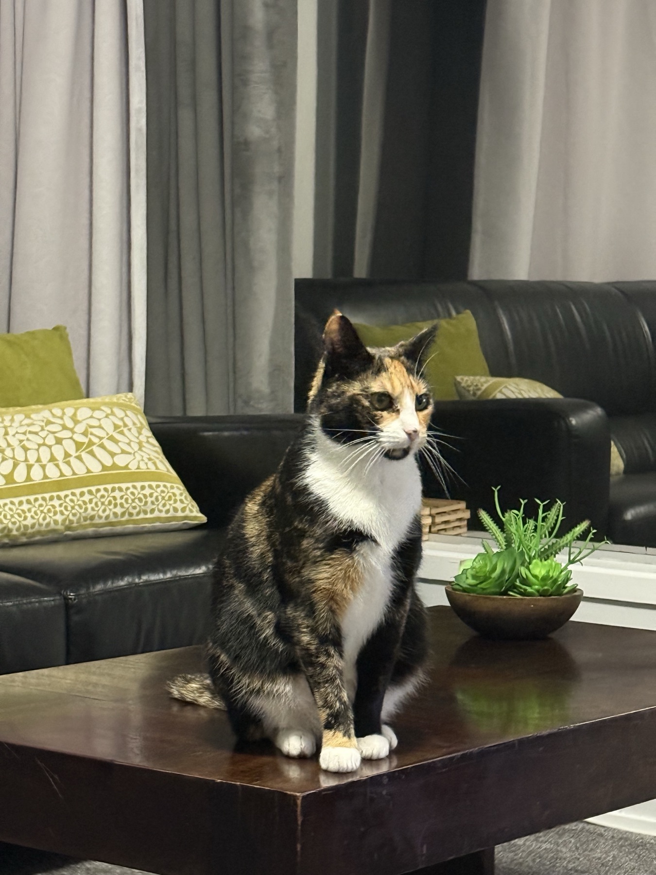 Maggie sitting regally on the living-room coffee table